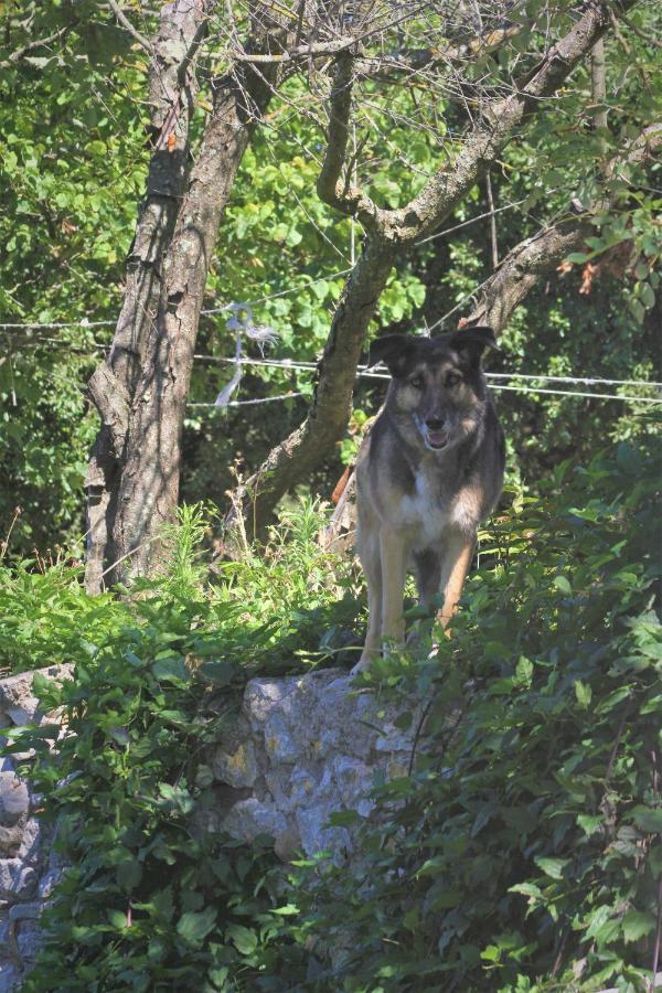 Studio Gard Calme Et Nature Russan Exteriér fotografie